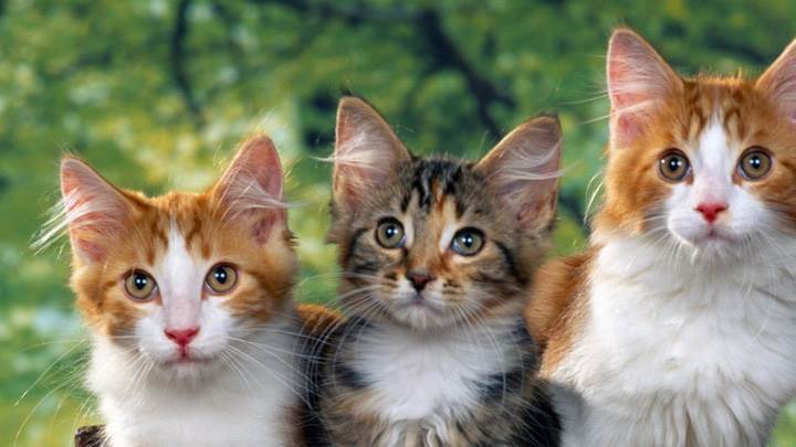 3 Little Friends